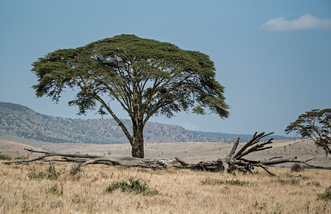 file-acacia-cyanophylla-jpg